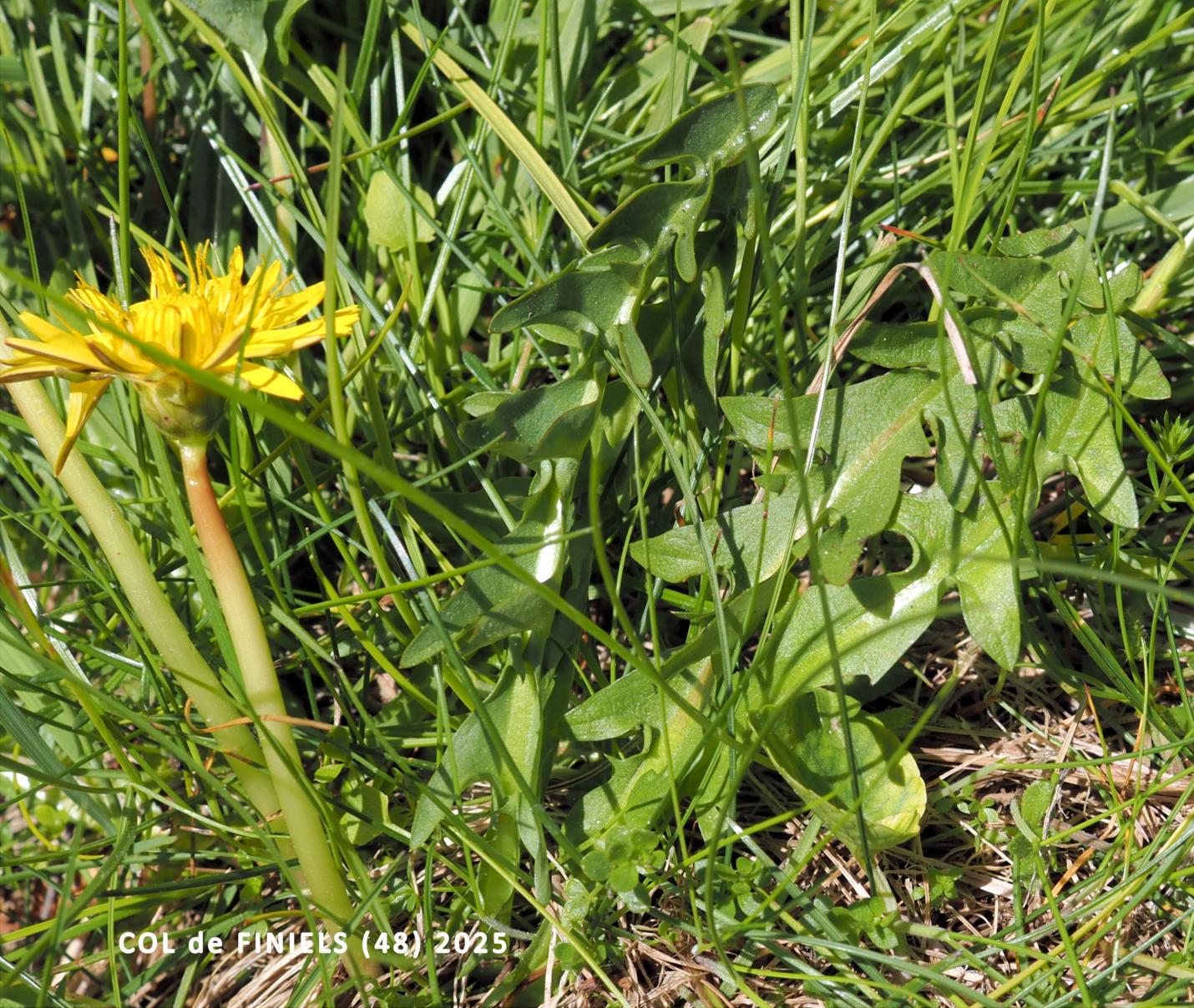 Dandelion, Marsh